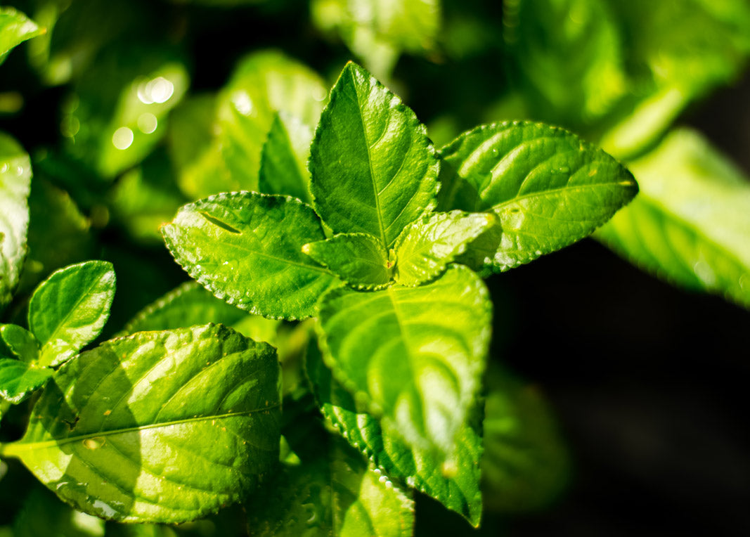 Green leaves containing the beta-sitosterol plant compound are shown as ingredients in prostate supplements.